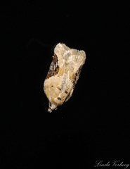Acleris subnivana