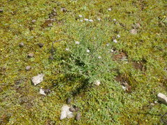 Vittadinia australasica