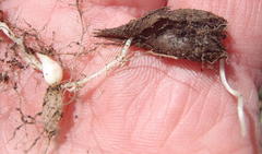 Oxalis heterophylla