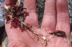 Oxalis heterophylla
