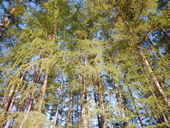 Larix gmelinii
