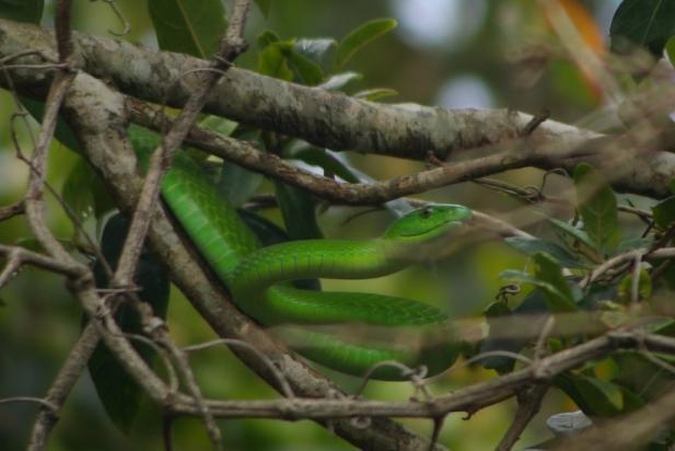 Eastern Green Mamba from Umdoni Village, Pennington on January 08, 2008 ...