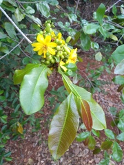 Ochna obtusata