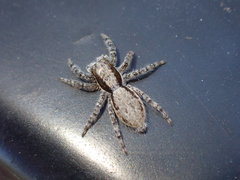 Menemerus taeniatus