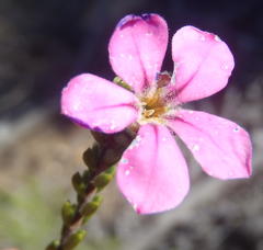 Acmadenia sheilae