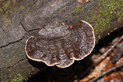 Datronia brunneoleuca