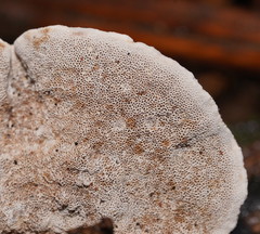 Datronia brunneoleuca