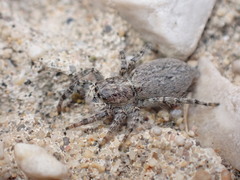 Menemerus taeniatus