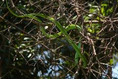 Dendroaspis angusticeps