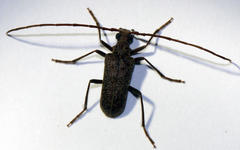 Afroartelida teunisseni