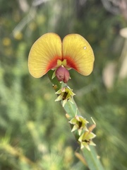 Bossiaea ensata