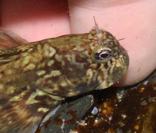 Streaky Rockskipper
