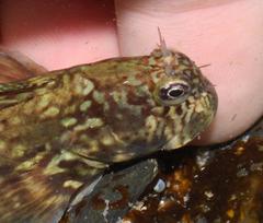 Istiblennius dussumieri