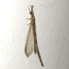 Austroleon immitis