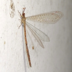 Austroleon immitis