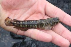 Istiblennius dussumieri