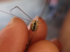 Leiobunum religiosum