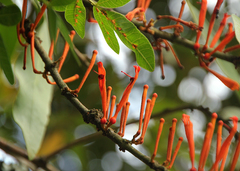 Phragmanthera usuiensis