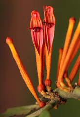 Phragmanthera usuiensis