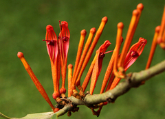 Phragmanthera usuiensis