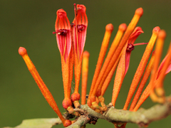 Phragmanthera usuiensis
