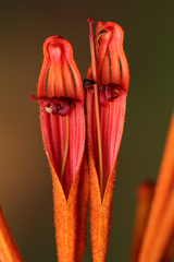 Phragmanthera usuiensis