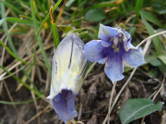 Gentiana clusii