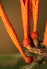 Phragmanthera usuiensis