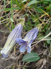 Gentiana clusii