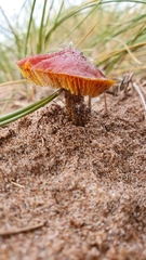 Hygrocybe conicoides