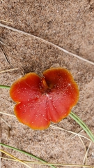 Hygrocybe conicoides