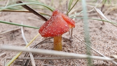 Hygrocybe conicoides