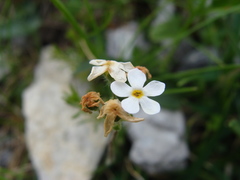 Androsace chamaejasme