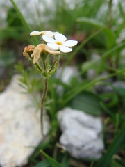 Androsace chamaejasme