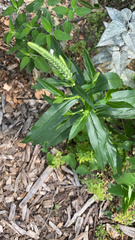 Physostegia virginiana