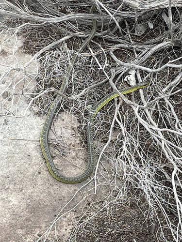 Common Tree Snake sighting