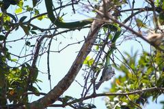 Passer diffusus stygiceps