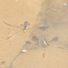 Limnometra