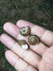 Ganesella saurivonga