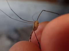 Leiobunum religiosum