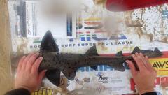 Triakis megalopterus