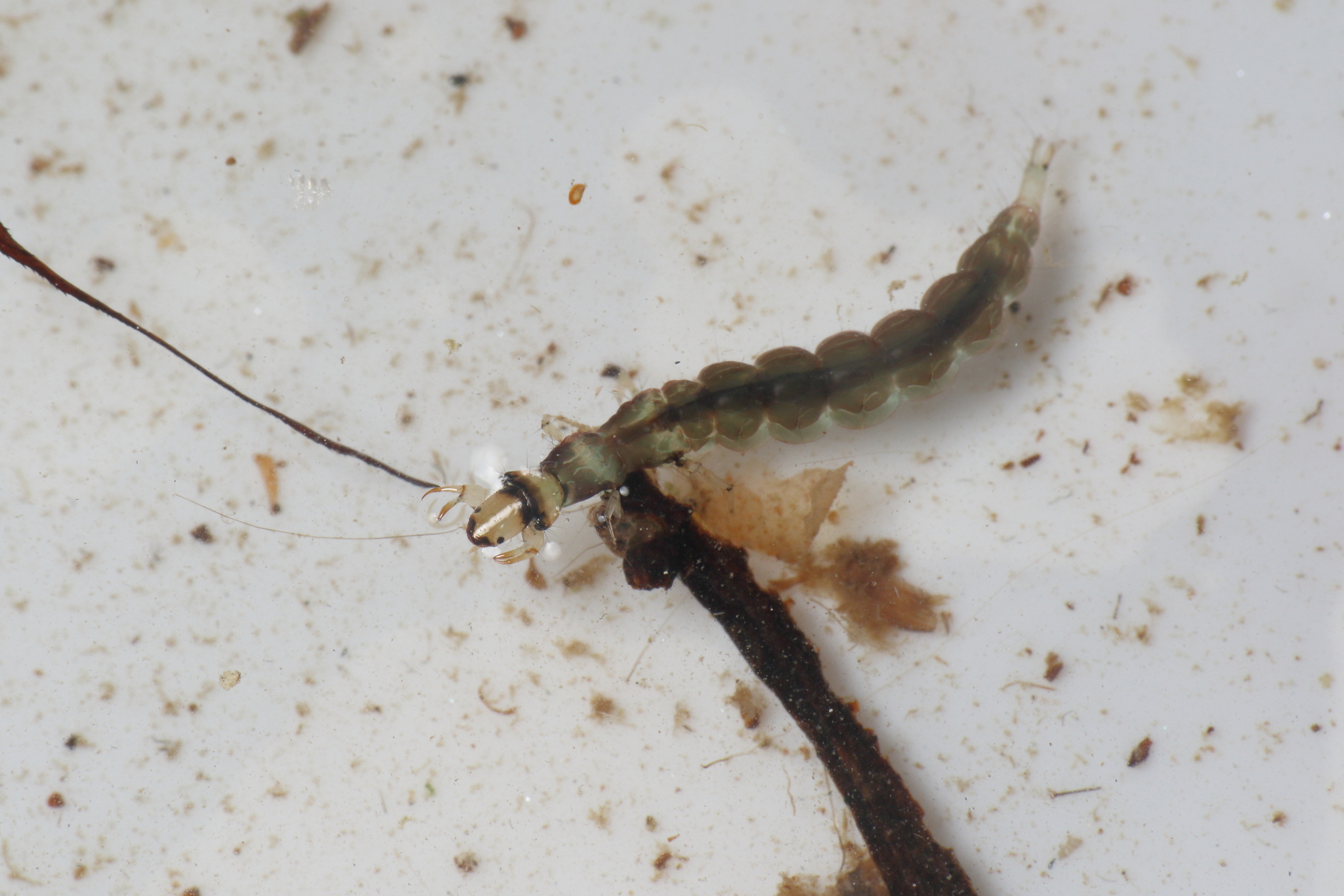 Hydrobiosidae