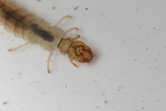 Polyplectropus