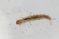 Polyplectropus