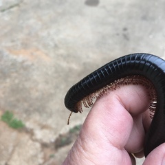 Doratogonus infragilis