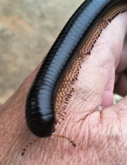 Doratogonus infragilis