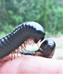 Doratogonus infragilis