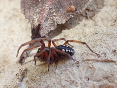 Nurscia albomaculata