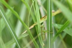 Conocephalus exemptus