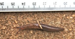 Atoxonoides meridionalis